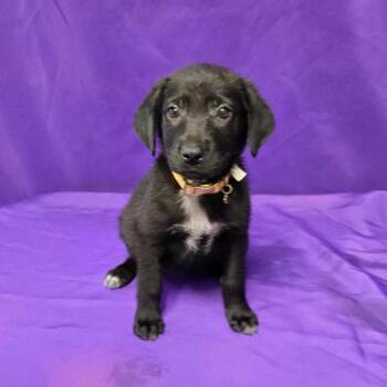 Daisy FKA Fable -  Black Labrador Retriever and Shepherd Dog Available for Adoption in North Myrtle Beach, South Carolina - Daisy FKA Fable | PetCurious