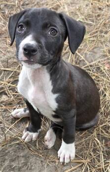 Maryse -  Beagle Dog for Adoption in Carmel Hamlet, New York - Maryse | PetCurious