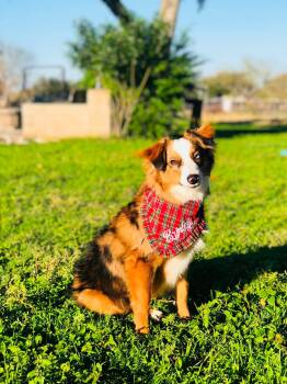 Brinley -  Australian Shepherd Dog for Adoption in Corpus Christi, Texas - Brinley | PetCurious