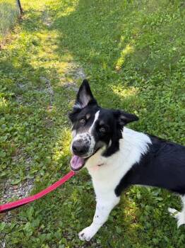 Oreo -  Mixed Breed Dog for Adoption in Hyde Park, New York - Oreo | PetCurious