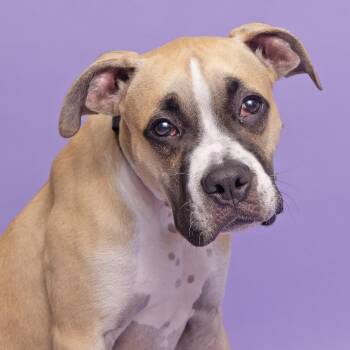 Khalil -  Mixed Breed Dog for Adoption in Franklin, Tennessee - Khalil | PetCurious