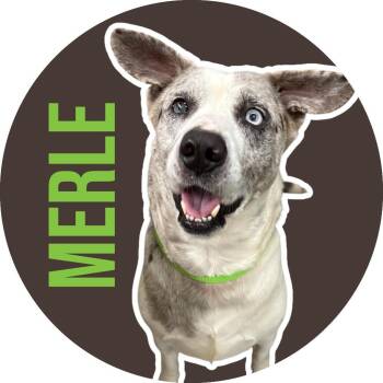 Catahoula Leopard Dog Dogs Available for Adoption in Fort Worth, Texas - Merle | PetCurious