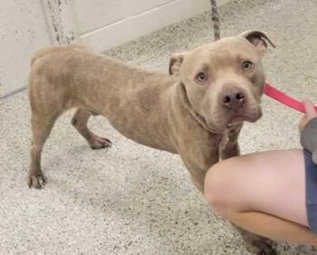 Drake -  Pit Bull Terrier and Mixed Breed Dog for Adoption in Kansas City, Missouri - Drake | PetCurious