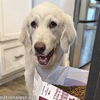 Great Pyrenees Dogs Available for Adoption in Beacon, New York - Malo In MD - Loves Whipped Cream | PetCurious