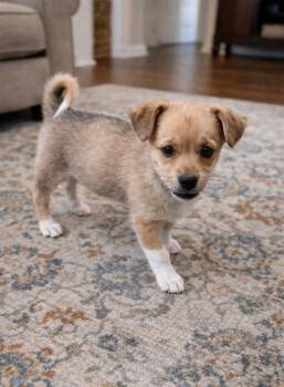 Terrier and Chiweenie Dogs Available for Adoption in Camp Pendleton North, California - Brandy | PetCurious