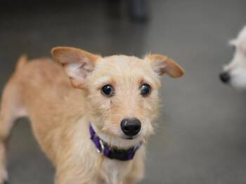 Bernard -  Terrier and Chihuahua Dog for Adoption in Portland, Oregon - Bernard | PetCurious
