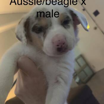 Aussie -  Australian Shepherd Dog for Adoption in New Tazewell, Tennessee - Aussie | PetCurious