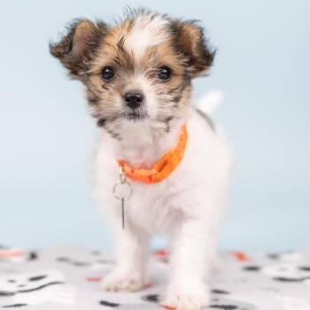 Shih Tzu Dogs Available for Adoption in Portland, Oregon - Stream | PetCurious