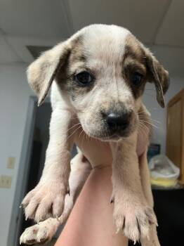 Rescue Mixed Breed Dogs for Adoption in Lockhart, Texas - Rocky | PetCurious