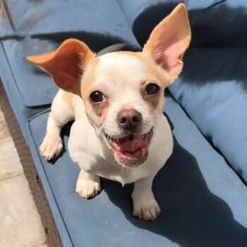 June Bug -  Chihuahua Dog for Adoption in Charlotte, North Carolina - June Bug | PetCurious