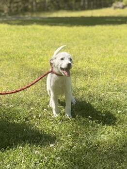 Great Pyrenees Dogs Available for Adoption in Locust Fork, Alabama - Bruce | PetCurious