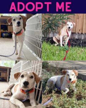 Evee -  Beagle and Australian Cattle Dog Blue Heeler Dog for Adoption in Boulder, Colorado - Evee | PetCurious
