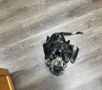 Rescue Terrier and Cocker Spaniel Dogs for Adoption in Sunrise, Florida - Taz | PetCurious