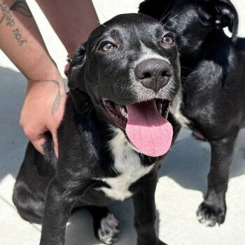 Meg -  Mixed Breed Dog for Adoption in Matteson, Illinois - Meg | PetCurious