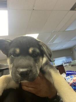 Davey -  Shepherd Dog for Adoption in Victorville, California - Davey | PetCurious