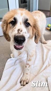 Slim Yrly 390 -  Great Pyrenees and Anatolian Shepherd Dog for Adoption in Sidney, Ohio - Slim Yrly 390 | PetCurious