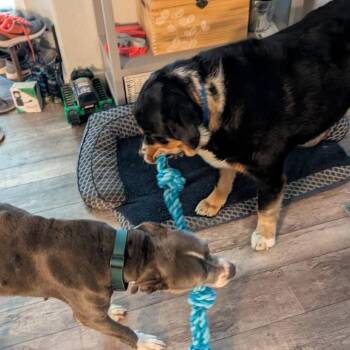 Pit Bull Terrier Dogs Available for Adoption in Las Vegas, Nevada - Estrella | PetCurious