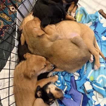 Mixed Breed Dogs Available for Adoption - Ginger | PetCurious