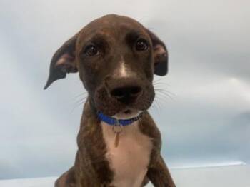 Titan -  Mountain Cur and Mixed Breed Dog for Adoption in Golden Valley, Minnesota - Titan | PetCurious
