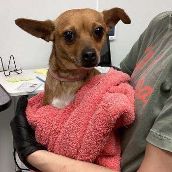Chihuahua and Dachshund Dogs Available for Adoption - Claire | PetCurious