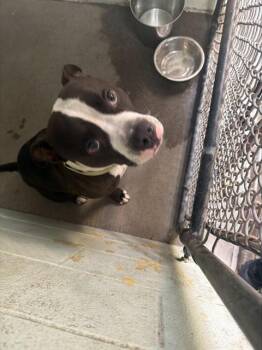Pit Bull Terrier Dogs Available for Adoption in Stockton, California - BATTY | PetCurious