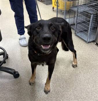 BARKLEY -  German Shepherd Dog and Australian Cattle Dog Blue Heeler Dog for Adoption in Fort Myers, Florida - BARKLEY | PetCurious