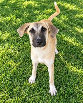 Venus -  Anatolian Shepherd Dog for Adoption in Bandera, Texas - Venus | PetCurious