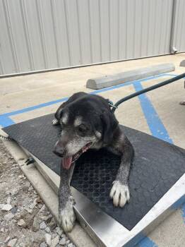 Mack -  Labrador Retriever Dog for Adoption in Lawrenceburg, Tennessee - Mack | PetCurious