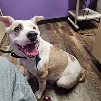 Rescue Pit Bull Terrier Dogs for Adoption in Simmesport, Louisiana - Missy | PetCurious