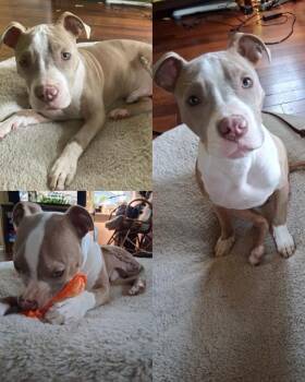 Pit Bull Terrier Dogs Available for Adoption in Kent, Washington - SINATRA | PetCurious