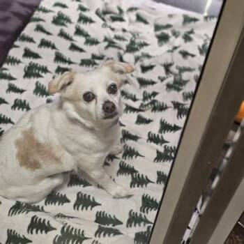 Keno -  Chihuahua and Mixed Breed Dog for Adoption in Kansas City, Missouri - Keno | PetCurious