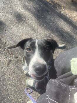 Rescue Catahoula Leopard Dog and Mixed Breed Dogs for Adoption in Grand Junction, Colorado - Ren | PetCurious