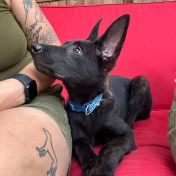 Ohagi -  German Shepherd Dog and Mixed Breed Dog for Adoption in Grand Rapids, Michigan - Ohagi | PetCurious