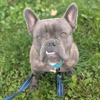 Gaston -  French Bulldog Dog for Adoption in Prairie Du Chien, Wisconsin - Gaston | PetCurious
