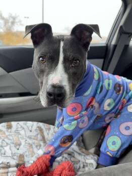 Rescue Mixed Breed Dogs for Adoption in Miamitown, Ohio - Smokey | PetCurious