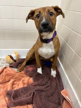Mixed Breed Dogs Available for Adoption - Carmel | PetCurious