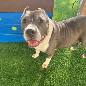 Dudley -  Pit Bull Terrier Dog for Adoption in Houston, Texas - Dudley | PetCurious
