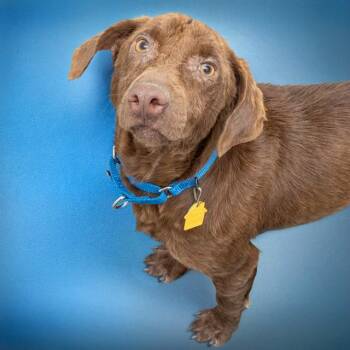 Labrador Retriever and Mixed Breed Dogs Available for Adoption in St. Louis, Missouri - WILMA | PetCurious