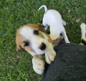 Winifred ( Winnie) -  Border Collie and Jack Russell Terrier Dog for Adoption in Elizabeth, Pennsylvania - Winifred ( Winnie) | PetCurious