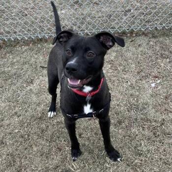 Baby Kurt -  Mixed Breed Dog for Adoption in Janesville, Wisconsin - Baby Kurt | PetCurious