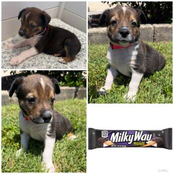 Milky Way -  Mixed Breed Dog Available for Adoption in Spring Hill, Tennessee - Milky Way | PetCurious