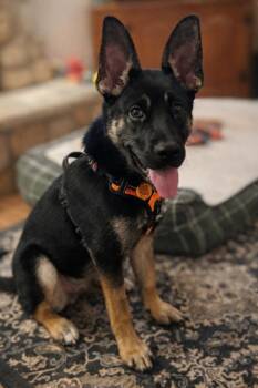 German Shepherd Dog Dogs Available for Adoption in Seattle, Washington - Winter | PetCurious