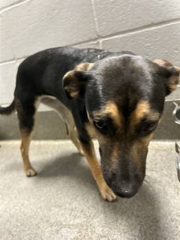 Rescue Norfolk Terrier and German Shepherd Dog Dogs for Adoption - PINEY | PetCurious