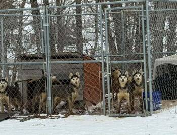 Husky and German Shepherd Dog Dogs Available for Adoption - Seven Kingdoms : Egg (Joker) | PetCurious