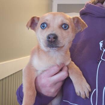 Chihuahua and Dachshund Dogs Available for Adoption - CT Ribbit Avail Feb 11 | PetCurious