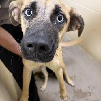 Remington -  Black Mouth Cur Dog for Adoption in Palestine, Texas - Remington | PetCurious