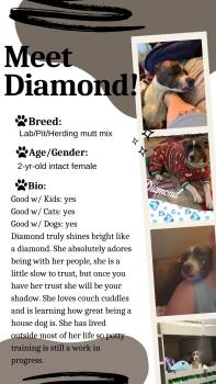 Pit Bull Terrier and Mixed Breed Dogs Available for Adoption - Diamond | PetCurious