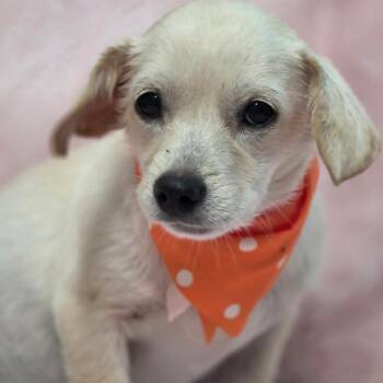 Robert Redford -  Chihuahua Dog for Adoption in Wiggins, Mississippi - Robert Redford | PetCurious