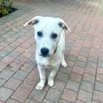 Daisy -  Labrador Retriever Dog for Adoption in San Juan Capistrano, California - Daisy | PetCurious