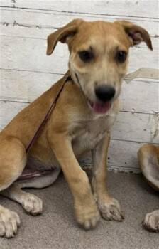 CAROLINA -  Carolina Dog and Mixed Breed Dog for Adoption in San Bernardino, California - CAROLINA | PetCurious
